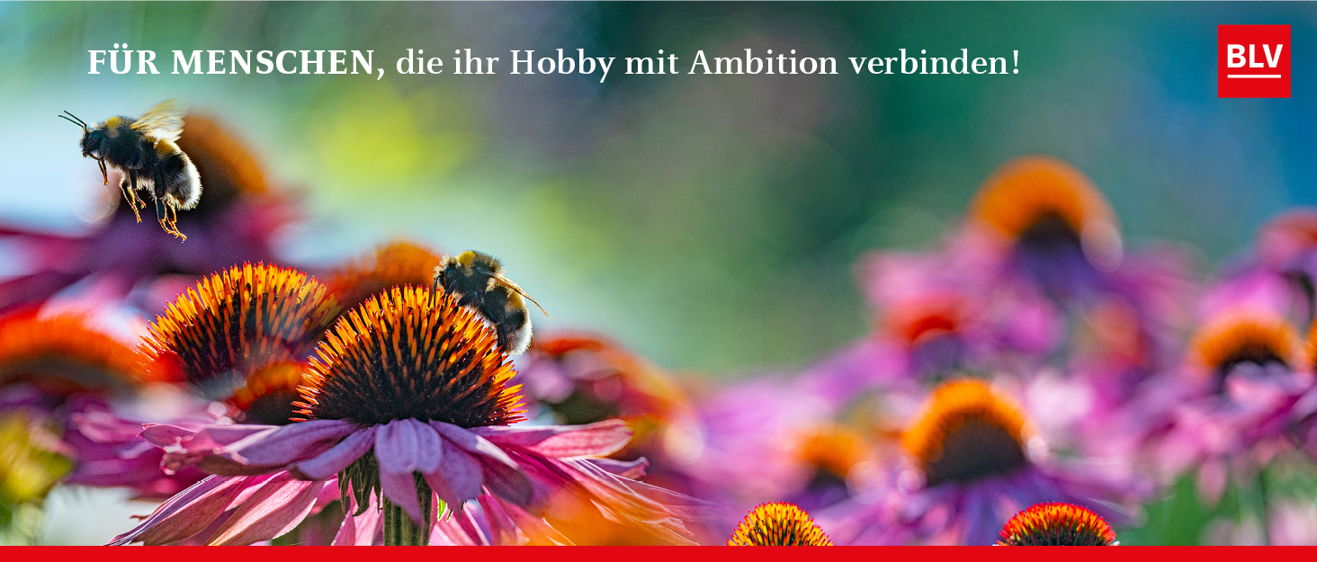 Garten, Natur, Jagen, Kochen